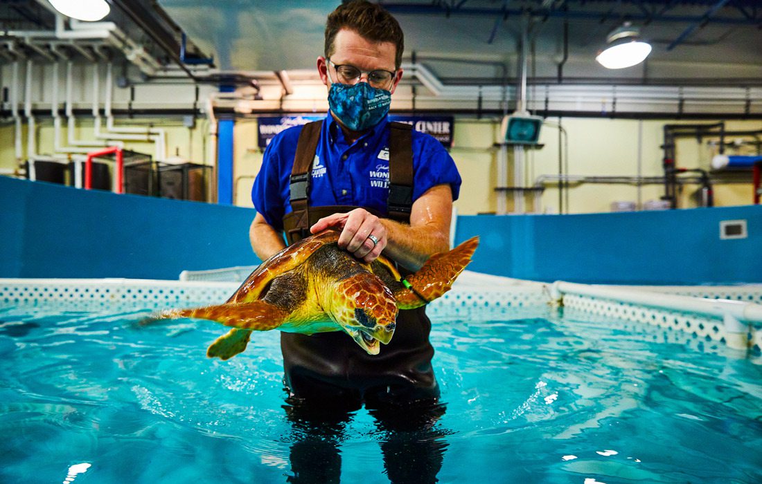 Sea turtle rehab at indoor pool