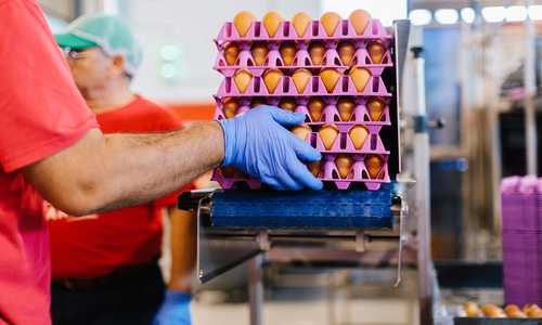 Egg production at Vital Farms