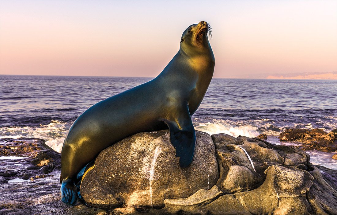 Stock photo of a seal