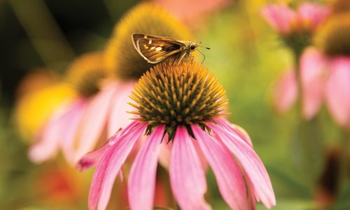 Butterfly on a flower photographed by Brandon Alms