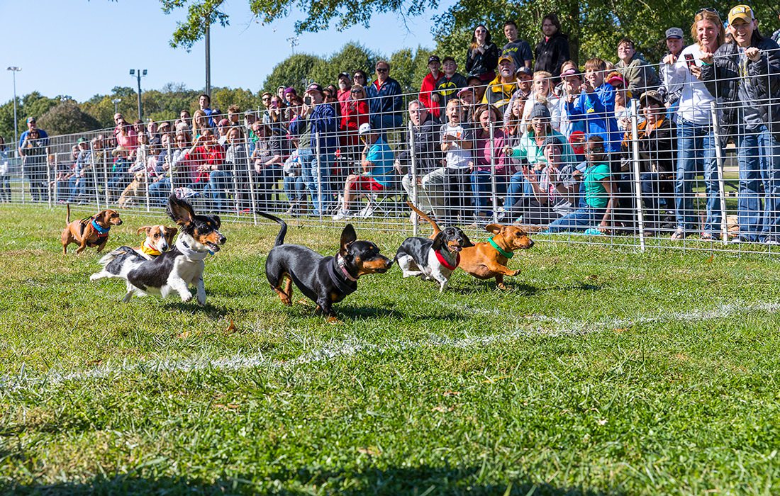 Dog race at fall festival