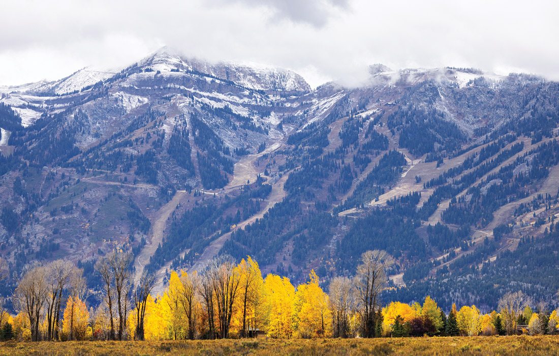 Cottonwood trees in front of Teton Mountains in Wyoming.
