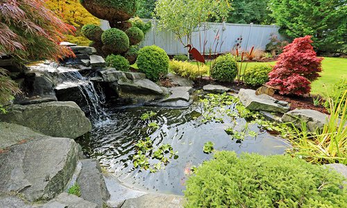 Backyard water garden with koi fish