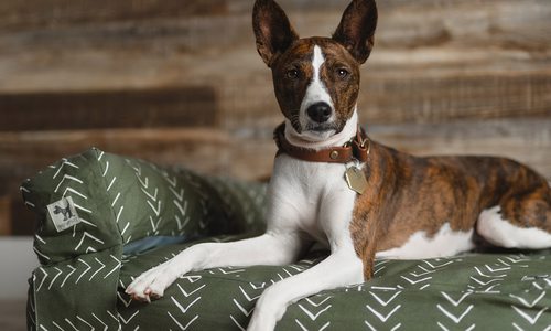 Dog on dog bed