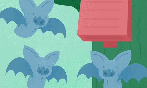 How to Build a Bat House