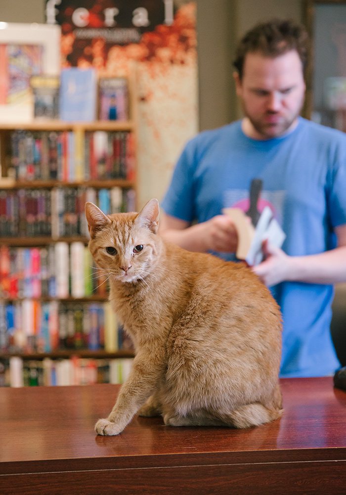 Googey the cat at BookMarx in Springfield, MO.