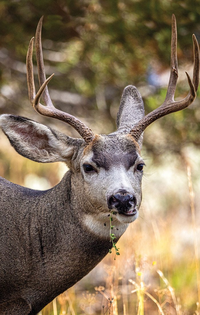 Buck photographed in Wyoming.