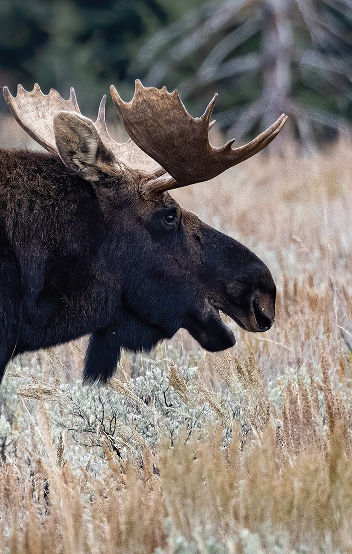 Bully moose