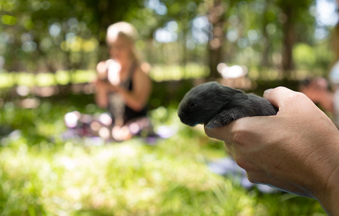 Bunny Meditation at Herding Dogs Farm in Rogersville, MO.