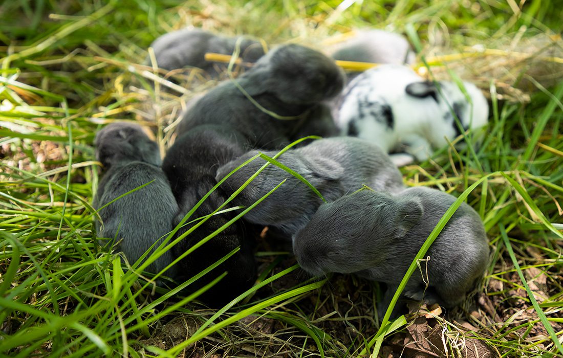 Bunny Meditation at Herding Dogs Farm in Rogersville, MO.