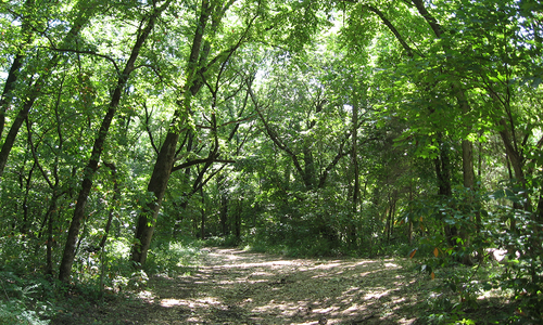 Busiek State Forest