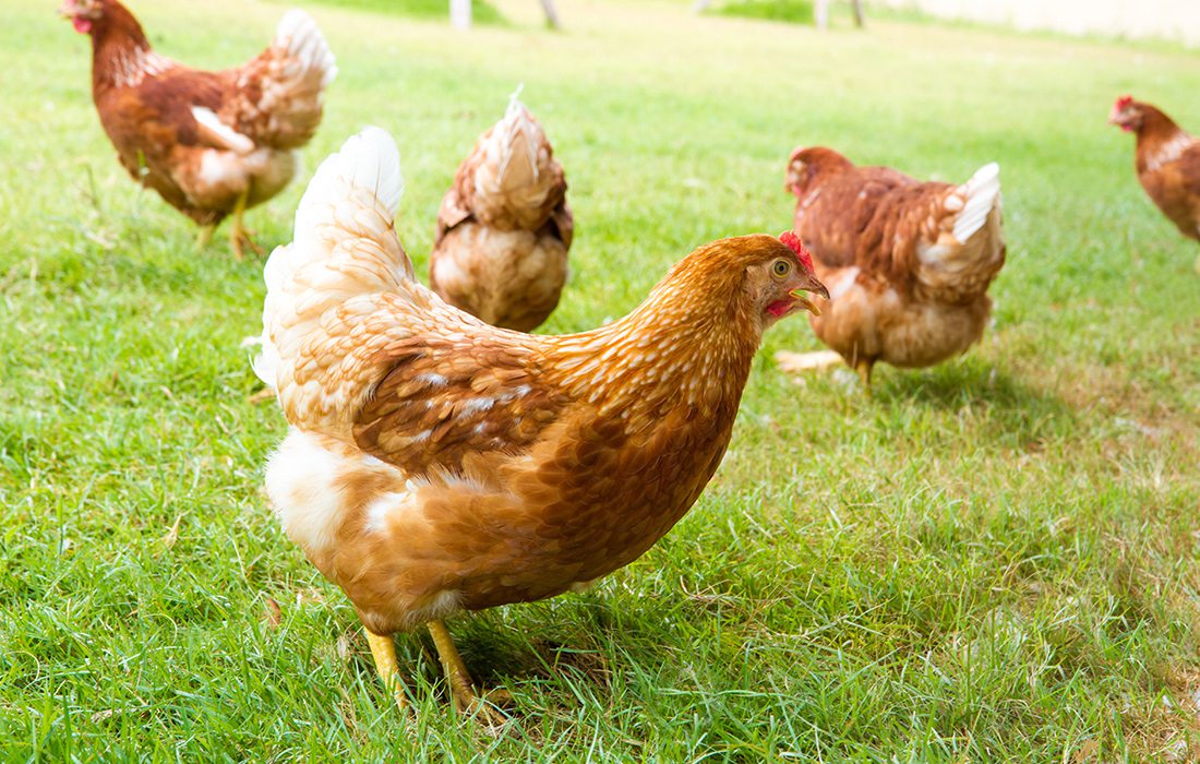 Pasture Raised Chickens - CO Shutterstock