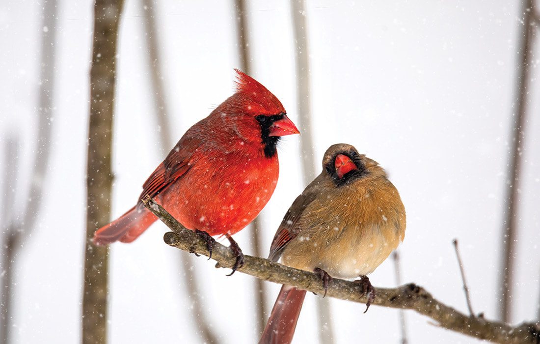 Cardinals on a branch