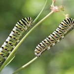 Slider Thumbnail: Caterpillars