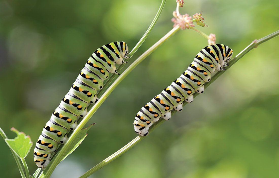 Caterpillars