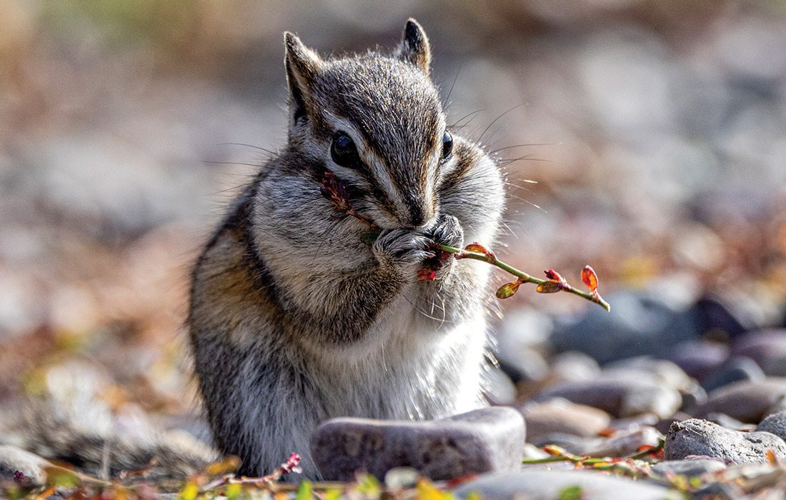 Chipmunk photographed in Grand Teton, Wyoming.