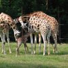 Dickerson Park Zoo