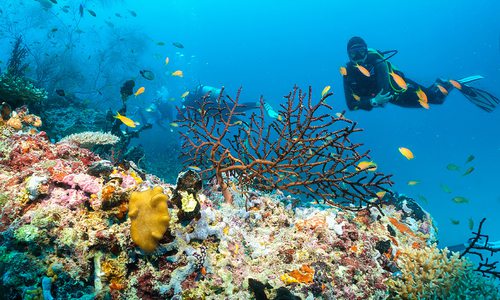 Scuba diver inspecting tropical fish and coral reefs