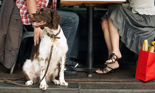 Dog-Friendly Dining