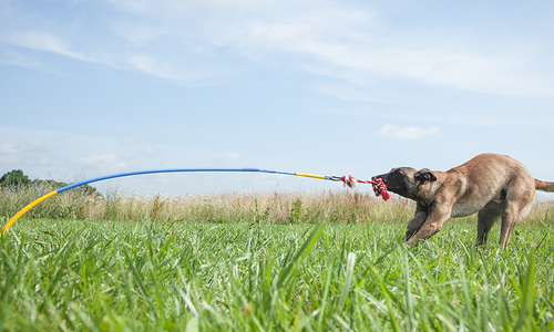 Tether Tug is Dog's Best Friend