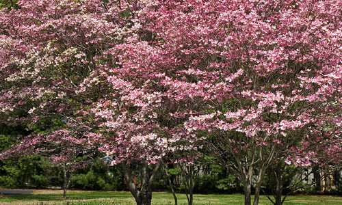 Where to Find Flowering Trees in southwest MO