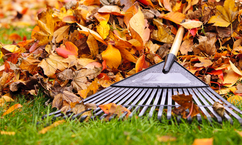 What to do With Your Leaves in Fall