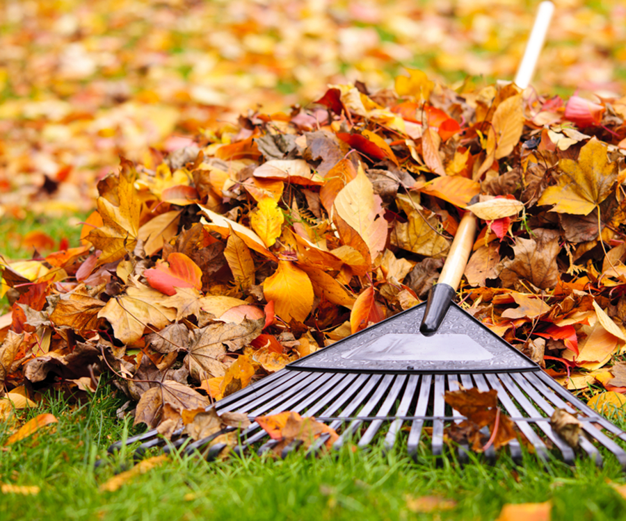 This fall, don't let leaves destroy your yard.