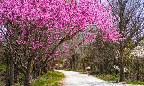 Spring Blooming Trees