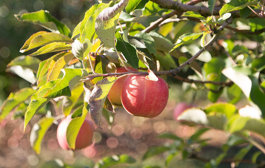 apple tree