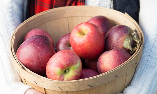 basket of apples