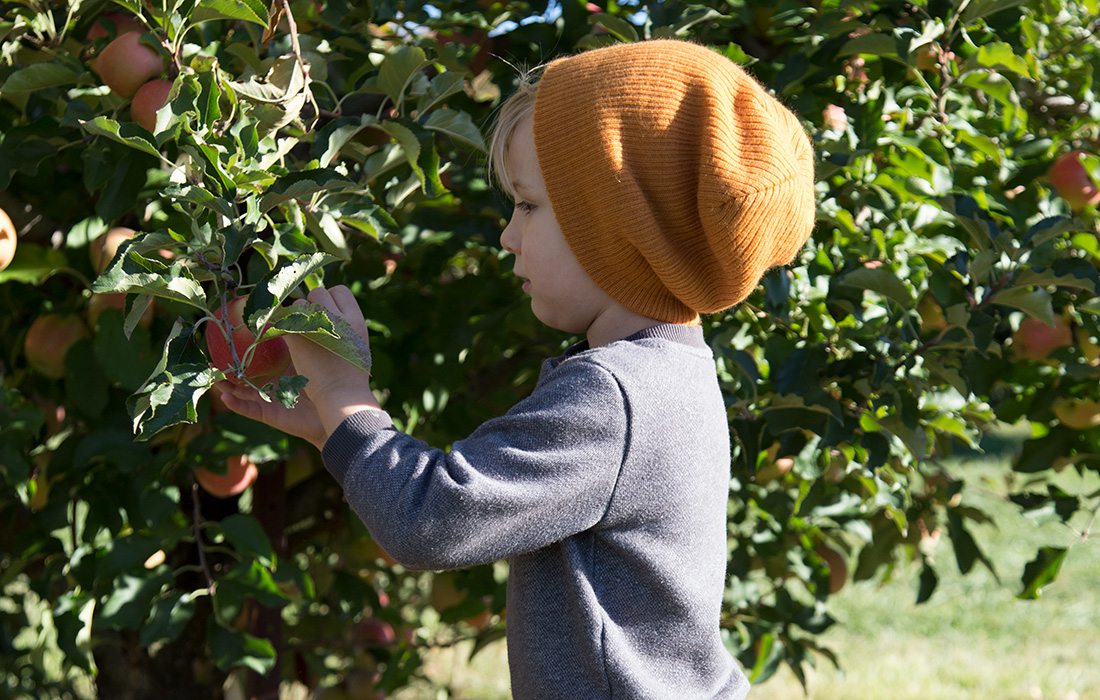 little boy picking apples