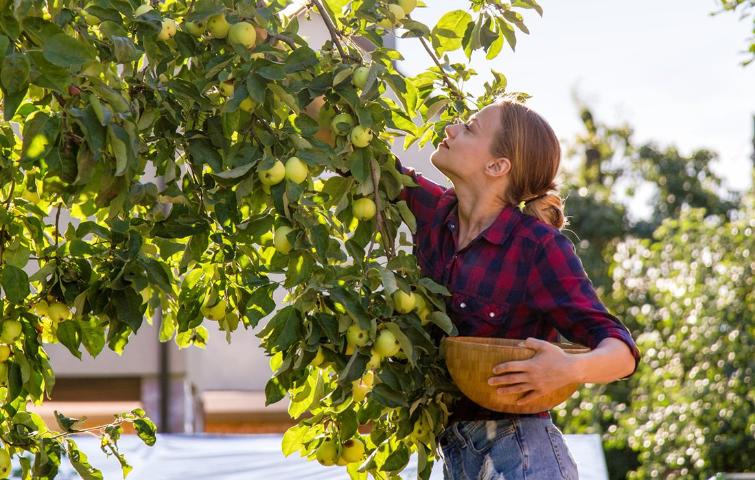 woman in plaid shirt picking apples