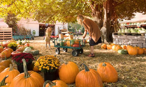 mother and daughter picking pumpkins