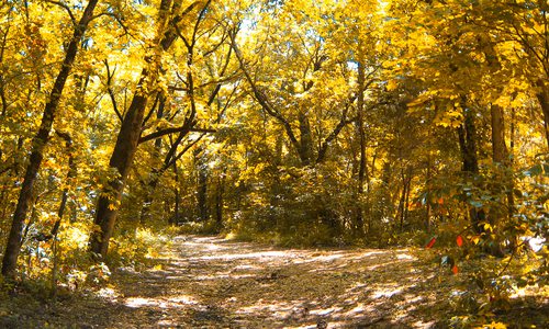 Fall foliage along the Yellow Trail in Busiek State Park in Missouri