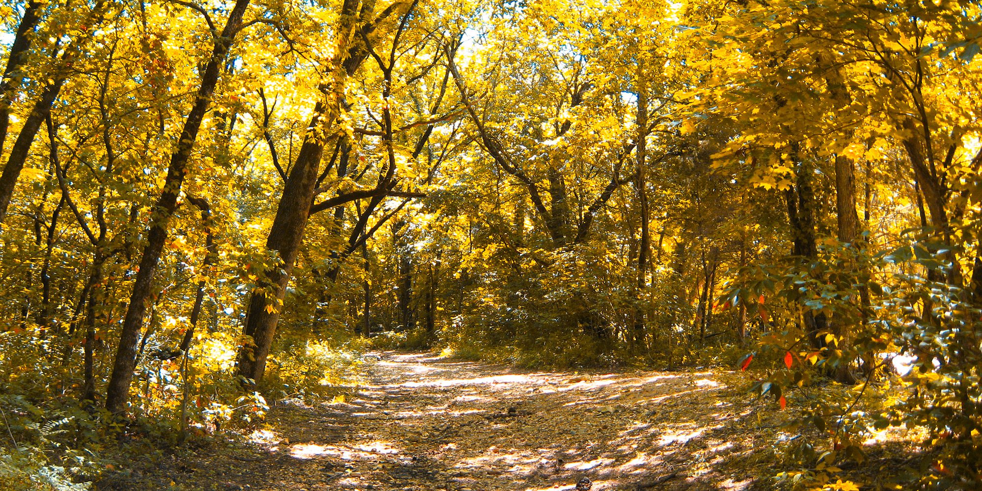 Fall foliage along the Yellow Trail in Busiek State Park in Missouri