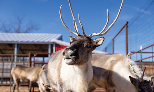 We Visit the Prescott Family Farm (and Its Reindeer!)