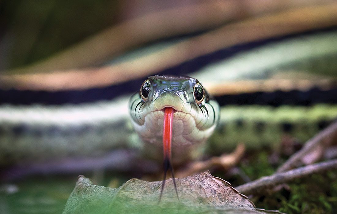 Snake