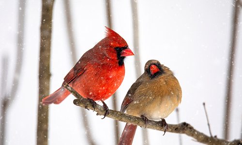 Bird Watching