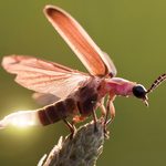 Slider Thumbnail: Firefly