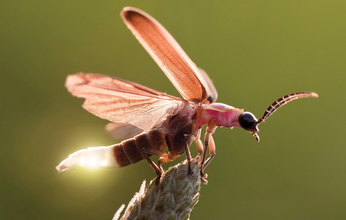 Firefly