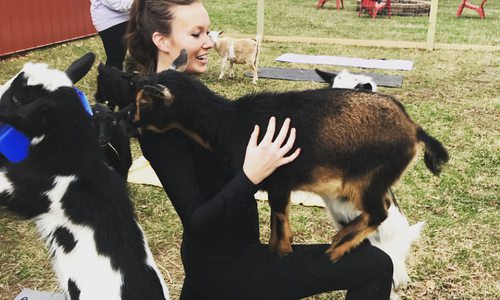 Goats and Yoga