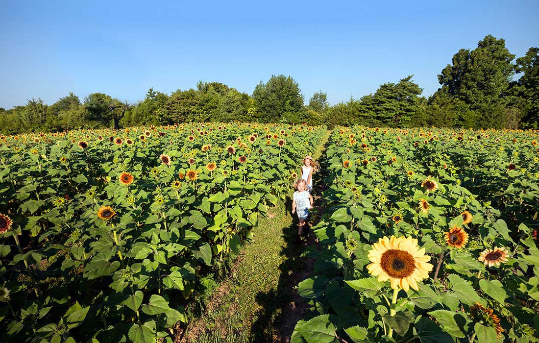 kids in a sunflower field