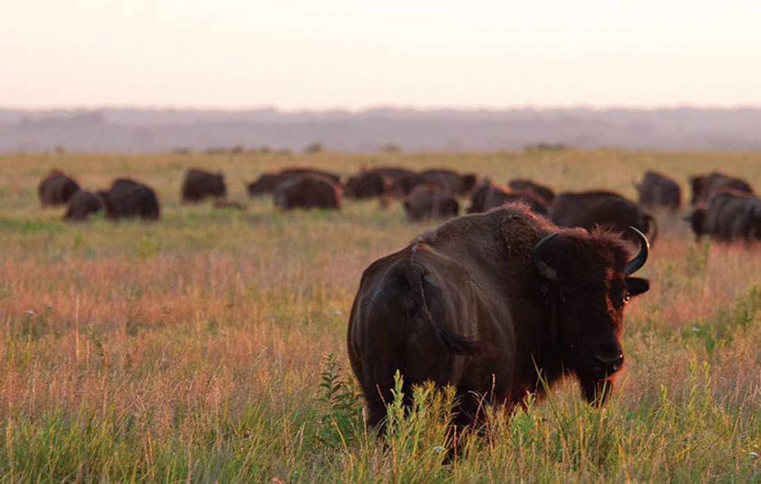 Bison roaming in Prairie State Park in Missouri