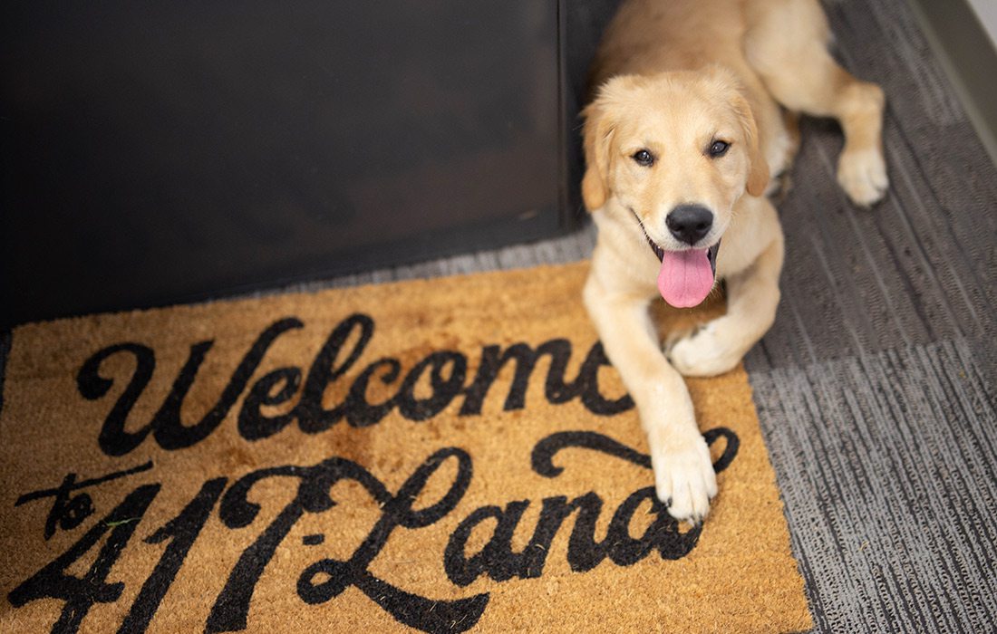 Captain the golden retriever at 417 Magazine in Springfield, MO