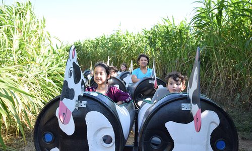 Cow Train at Rutledge-Wilson Farm Park