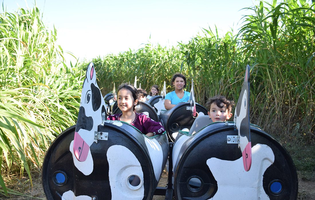 Cow Train at Rutledge-Wilson Farm Park