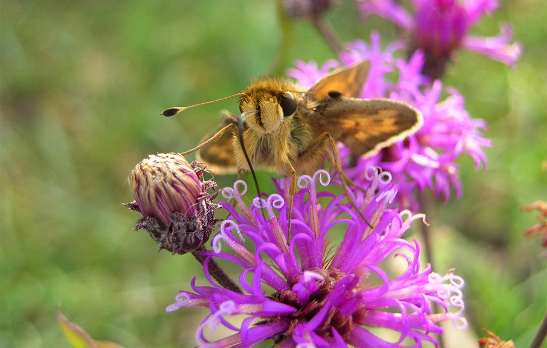 Bee on Flower at Health Haven Botanical Gardens