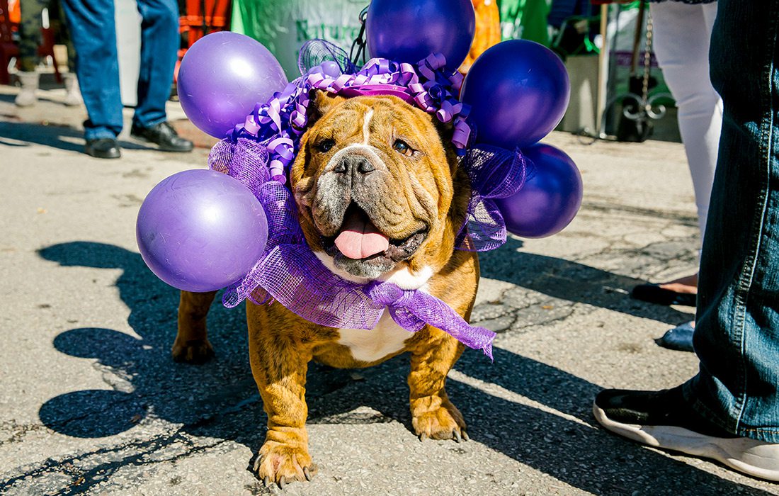 Dog dressed up for grape festival