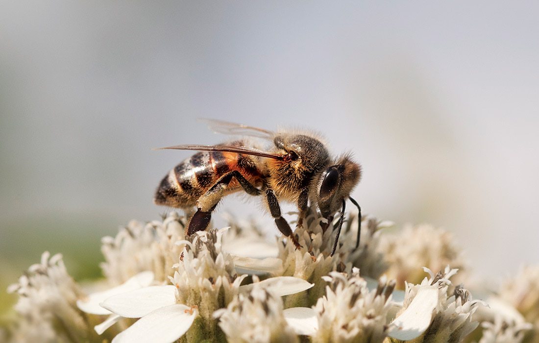 Bee
