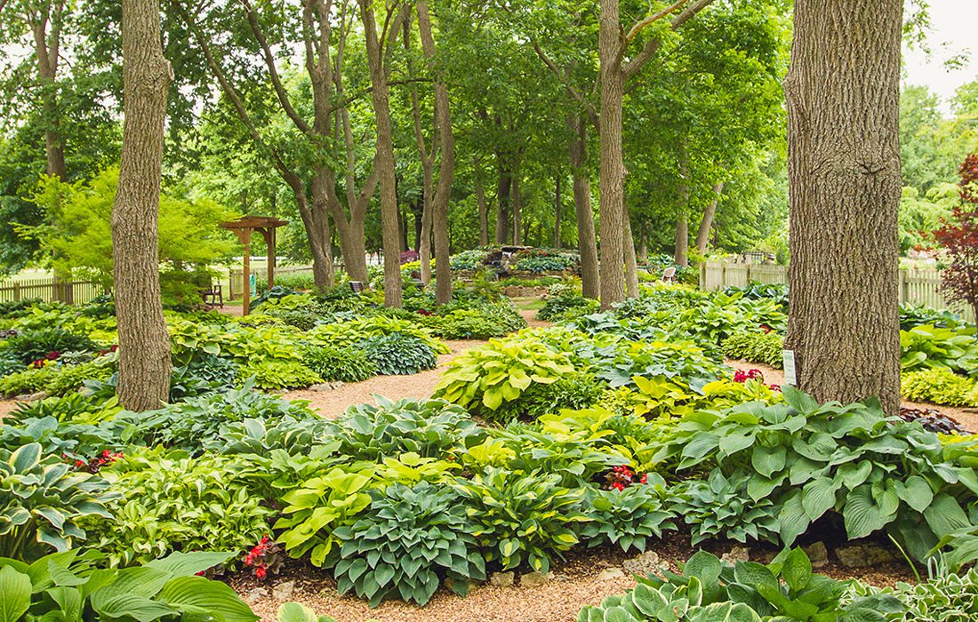 Hosta Garden by Aaron J. Scott